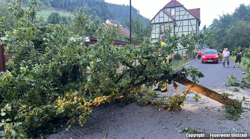 H1 umgestürzter Baum in der Weißbach